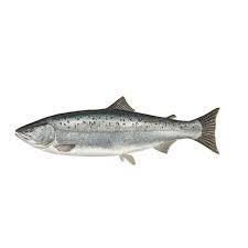 Image result for Oncorhynchus kisutch