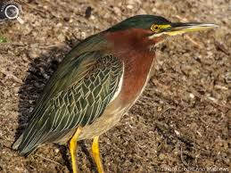 Image result for Butorides virescens