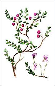 Attēlu rezultāti vaicājumam “Oxycoccus palustris”