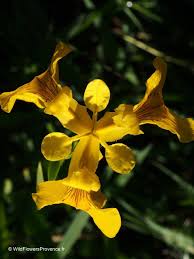 Attēlu rezultāti vaicājumam “Iris pseudacorus flower”