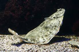 Image result for Hippoglossoides platessoides