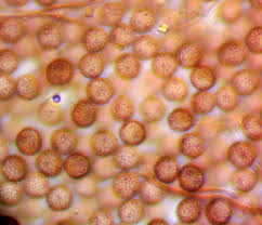 Attēlu rezultāti vaicājumam “Didymium sp.”