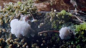 Attēlu rezultāti vaicājumam “Stemonitis axifera”