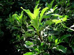 Attēlu rezultāti vaicājumam “Trichia erecta macro”