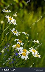 Attēlu rezultāti vaicājumam “Tripleurospermum inodorum flower”