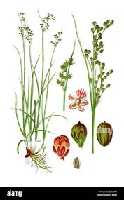 Attēlu rezultāti vaicājumam “Juncus compressus fruit”