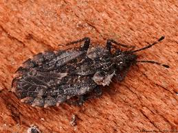 Attēlu rezultāti vaicājumam “Aradus betulae”