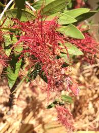 Attēlu rezultāti vaicājumam “Cuscuta epithymum subsp. trifolii flower”