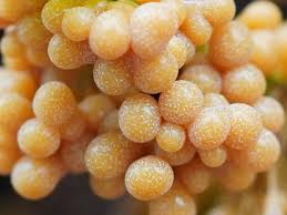 Attēlu rezultāti vaicājumam “Badhamia utricularis stalked”