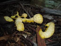 Attēlu rezultāti vaicājumam “Fuligo septica cf. rufa”