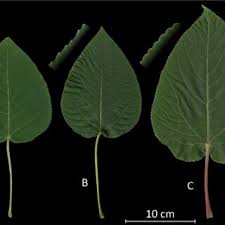 Attēlu rezultāti vaicājumam “Populus x gileadensis leaf”