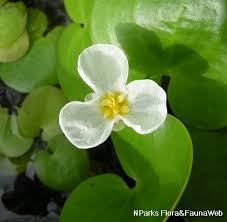 Attēlu rezultāti vaicājumam “Hydrocharis morsus-ranae fruit”