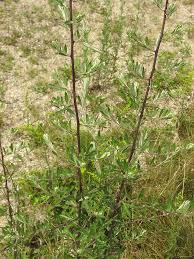 Image result for Artemisia vulgaris