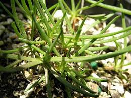 Attēlu rezultāti vaicājumam “Plantago uniflora leaf”