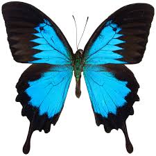 Attēlu rezultāti vaicājumam “Papilionidae”