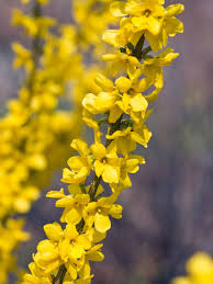 Attēlu rezultāti vaicājumam “Forsythia intermedia”