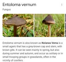 Attēlu rezultāti vaicājumam “Entoloma vernum”