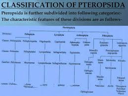 Attēlu rezultāti vaicājumam “Pteropsida”