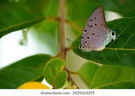 Attēlu rezultāti vaicājumam “Theclinae”