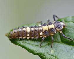 Attēlu rezultāti vaicājumam “Propylea quatuordecimpunctata”