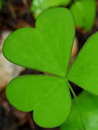 Attēlu rezultāti vaicājumam “Oxalidaceae”