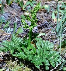 Attēlu rezultāti vaicājumam “Botrychium multifidum”