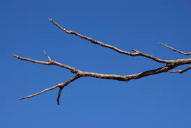 Attēlu rezultāti vaicājumam “Gymnocladus dioicus bud”
