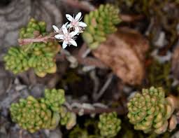 Attēlu rezultāti vaicājumam “Sedum album flower”