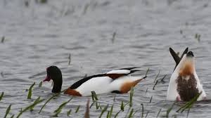 Attēlu rezultāti vaicājumam “Tadorna tadorna male”