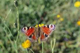 Attēlu rezultāti vaicājumam “Inachis io underside”