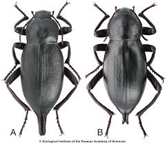 Attēlu rezultāti vaicājumam “Blaps mortisaga”