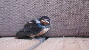 Attēlu rezultāti vaicājumam “Hirundo rustica juvenile”