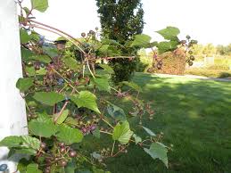 Attēlu rezultāti vaicājumam “Ampelopsis glandulosa var. brevipedunculata”