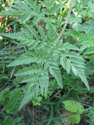 Image result for Chaerophyllum aureum