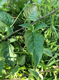 Attēlu rezultāti vaicājumam “Solanum dulcamara leaf”