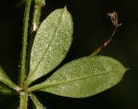 Attēlu rezultāti vaicājumam “Galium triflorum fruit”