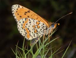 Attēlu rezultāti vaicājumam “Melitaea didyma underside”
