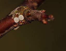 Attēlu rezultāti vaicājumam “Thecla betulae underside”