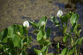 Attēlu rezultāti vaicājumam “Calla palustris flower”
