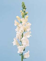 Attēlu rezultāti vaicājumam “Antirrhinum majus flower”