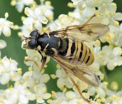Attēlu rezultāti vaicājumam “Temnostoma vespiforme”