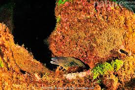 Image result for Muraena helena