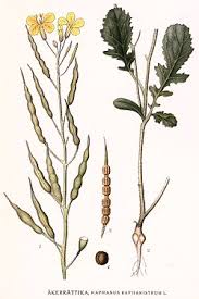 Attēlu rezultāti vaicājumam “Raphanus raphanistrum fruit”