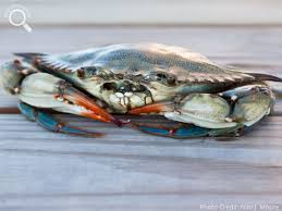 Image result for Callinectes sapidus