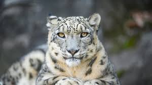 Image result for kernel panic snow leopard