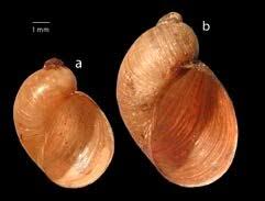 Attēlu rezultāti vaicājumam “Succinea”