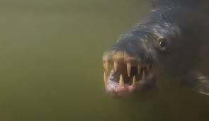 Image result for Goliath Tigerfish