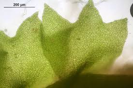 Attēlu rezultāti vaicājumam “Barbilophozia attenuata”