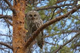 Attēlu rezultāti vaicājumam “Strix uralensis”