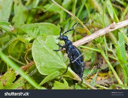 Attēlu rezultāti vaicājumam “Meloe sp.”